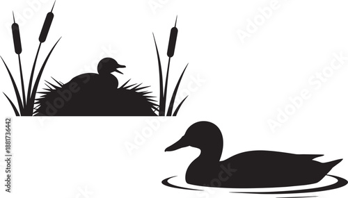Silhouettes of waterfowl scene duck on nest among cattails and duck swimming on water surface