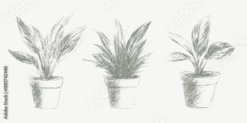 Three potted plants with granular grain texture, scattered dust overlays and faint worn marks on aged paper with soft distressed vintage details.
