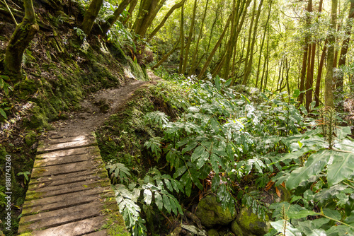 A wooden bridge over a forest path