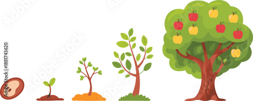 Apple tree growth stages illustration showing seed, seedling, young tree, mature fruit tree lifecycle for gardening education