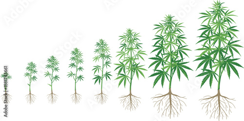 Cartoon cannabis plant growth stages icon set with seedling, leafy development, and mature flowering plant with expanded root system.