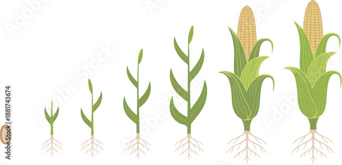 Cartoon corn plant growth stages icon set with seed, sprout, leafy stalk, tassel bloom, and mature cob harvest.