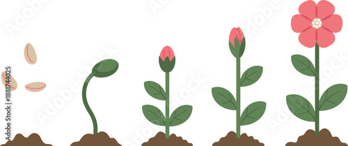 Cartoon flowering plant growth stages icon set with seed, sprout, leafy stem, budding flower, and full bloom.