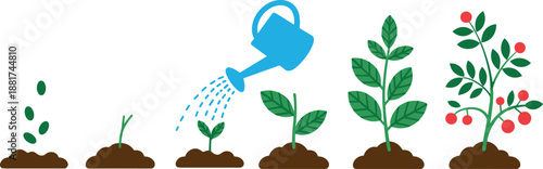 Cartoon fruit-bearing plant growth stages icon set with seed, sprout, watering, leafy stem, and mature plant with red fruits.