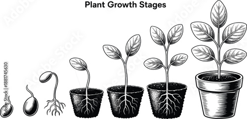 Cartoon plant growth stages icon set with seed, sprout, seedling, leafy plant, and mature potted plant with roots.