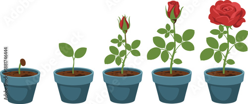Cartoon rose plant growth stages icon set with sprout, leafy stem, rosebud, partial bloom, and full red flower.