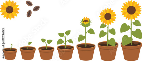 Cartoon sunflower plant growth stages icon set with seedling, leafy stem, flower bud, partial bloom, and full bloom.