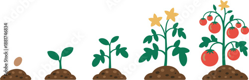 Cartoon tomato plant growth stages icon set with seed, sprout, leafy plant, flowering stage, and ripe red fruit.
