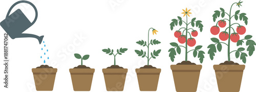 Cartoon tomato plant growth stages icon set with watering, sprout, leafy stem, flower bud, and ripe red fruit.