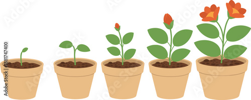 Flower plant growth stages illustration showing seedling, sprout, budding, blooming, and mature flowering plant development lifecycle in pots