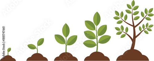 Plant growth stages illustration showing seedling to young tree development process for gardening, farming, botany, and nature education