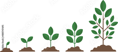 Plant growth stages illustration showing seedling, sprout, sapling, and young tree development process for gardening and botany education