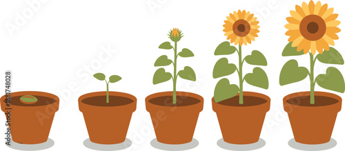 Sunflower plant growth stages illustration showing seed, seedling, budding, blooming, and mature sunflower development lifecycle in pots