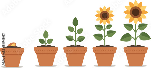 Sunflower plant growth stages illustration showing seed, seedling, budding, blooming, and mature sunflower development lifecycle in pots