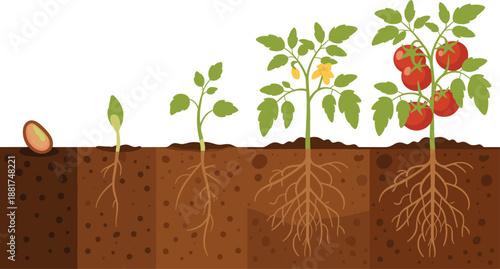Tomato plant growth stages illustration showing seed, germination, flowering, fruiting, and mature tomato plant lifecycle for gardening education