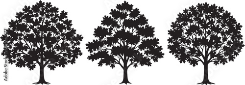 Sugar maple tree silhouette