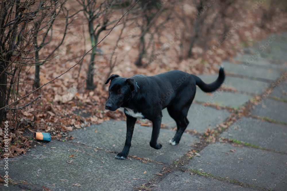 Obraz premium black dog on the road