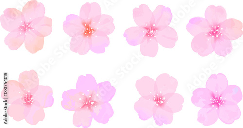 Watercolor Cherry Blossom Flowers in Soft Pink