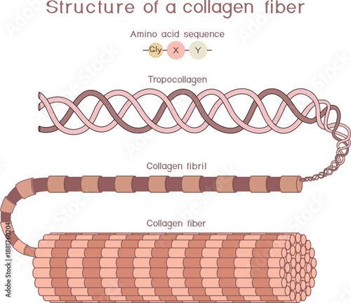 Structure of collagen fiber for biology lessons