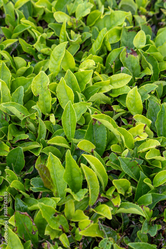 A lush green tea camellia sinensis plant with many leaves in Sao Miguel, Azores