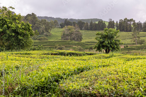 A field of green tea camellia sinensis grass with a tree in the middle in Sao Miguel, Azores