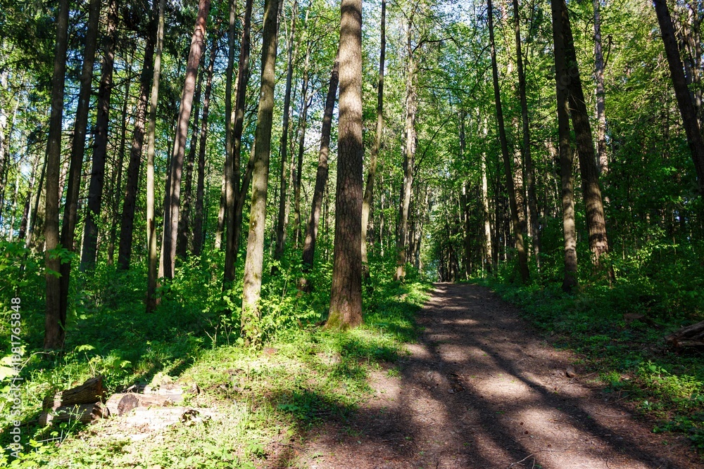 Fototapeta premium Tranquil forest trail meanders deep into a vibrant green woods. Sunlight streams through the dense canopy, casting dynamic shadows on the earthy path