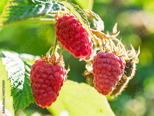 Fresh red raspberries in a garden - natural food. Bunch of ripe raspberry fruit - Rubus idaeus - on branch with green leaves on a farm. Close-up, blurred background.
