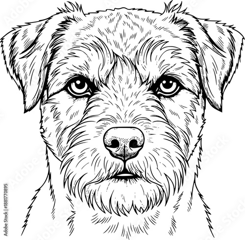 Border Terrier dog breed with scruffy coat in alert standing pose for loyal pet companion and working hunter – Black and White Vector Illustration