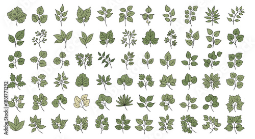 Extensive grid featuring numerous types of small green leaves in different shapes and textures for botanical studies and natural design.