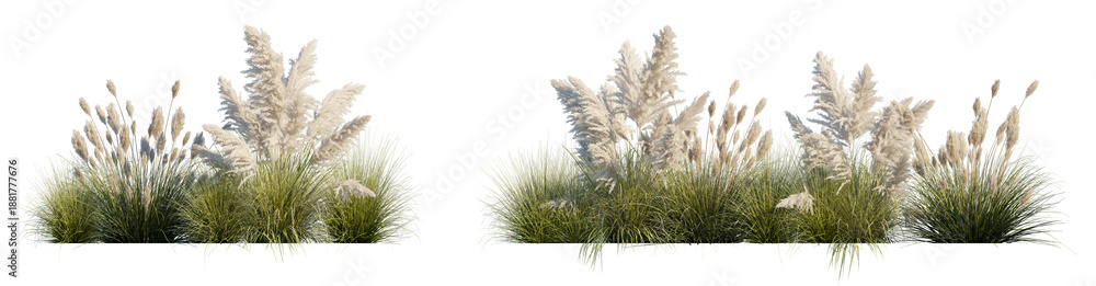 Fototapeta premium Two Pampas Grass Flowerbeds (Cortaderia selloana Clumps, Ornamental Grass Beds) Isolated PNG on a Transparent Background Premium Nature Cutout