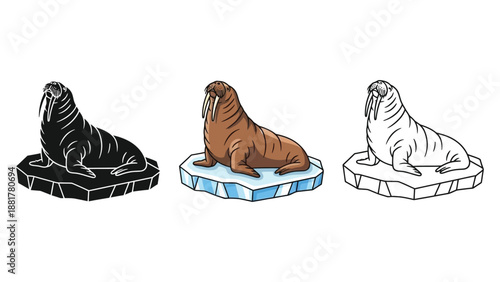 Set of three walrus illustrations sitting on ice floes in black silhouette, color, and outline styles