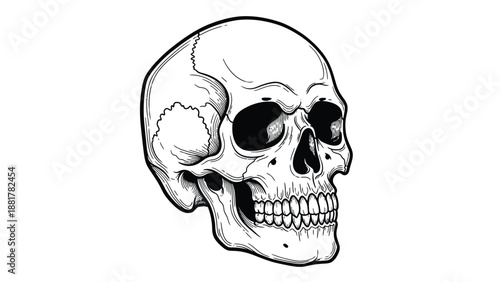 Detailed black and white illustration of a human skull with stark contrast and empty eye sockets