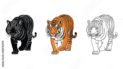 Set of three walking tiger illustrations in black silhouette, full color, and outline styles