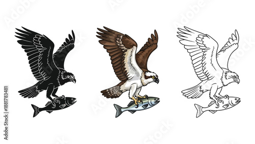 Set of three osprey illustrations catching fish in black silhouette, full color, and outline styles