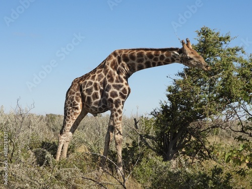 Photography giraffe in the wild