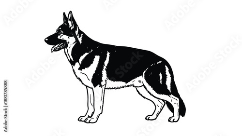 Elegant monochromatic illustration of a German Shepherd standing alert on a white background