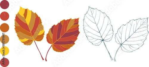 Set of red-yellow autumn leaves and fall color palette on transparent background. Flat and line styles illustrations.