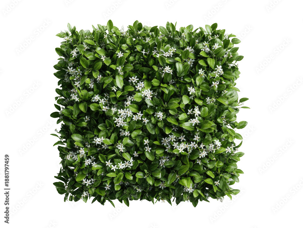 Obraz premium A perfectly shaped square hedge filled with green leaves and delicate white flowers against black