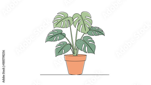 Interior decoration and indoor gardening concept with a beautiful monstera deliciosa plant in a simple ceramic pot.