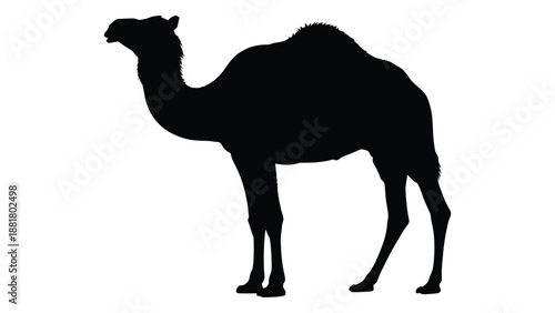 a striking silhouette of a dromedary camel standing against a stark white background simple design