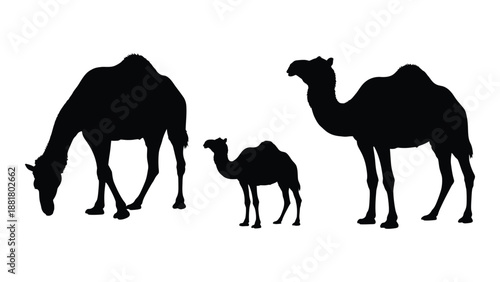 silhouette illustration depicting a family of camels grazing in a stark minimalist design