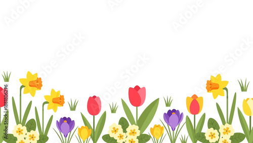 Colorful Tulips and Daffodils in Bloom.