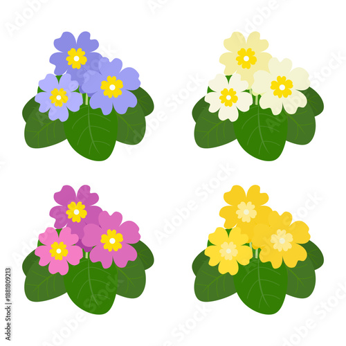 Primrose set isolated on a white background. Colored icon, vector illustration in a flat style. Different colors of primula.