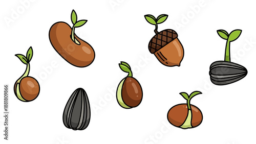 Sprouting Seeds and Nuts in Various Stages.