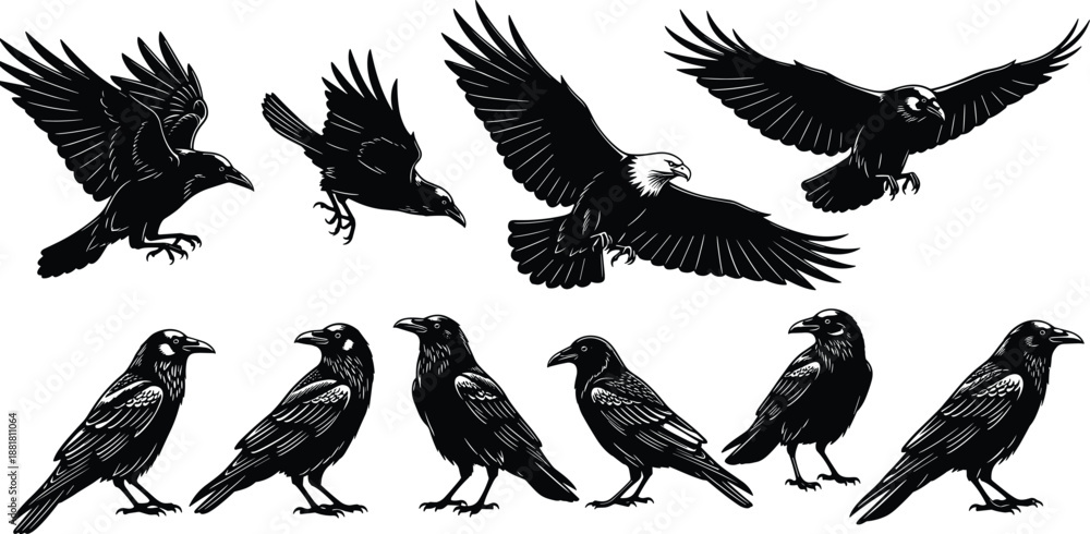 Fototapeta premium Flying crow raven silhouettes collection isolated black birds wildlife vector illustration set for design