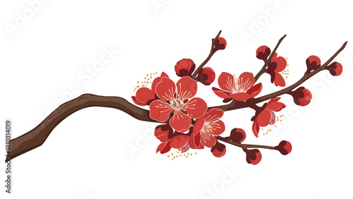 A beautiful branch of red cherry blossoms with unopened buds against a white background.