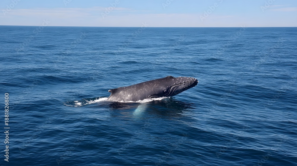 Fototapeta premium A magnificent spotted whale gracefully emerges from the deep blue ocean s surface on a clear sunny day embodying the majesty of marine life