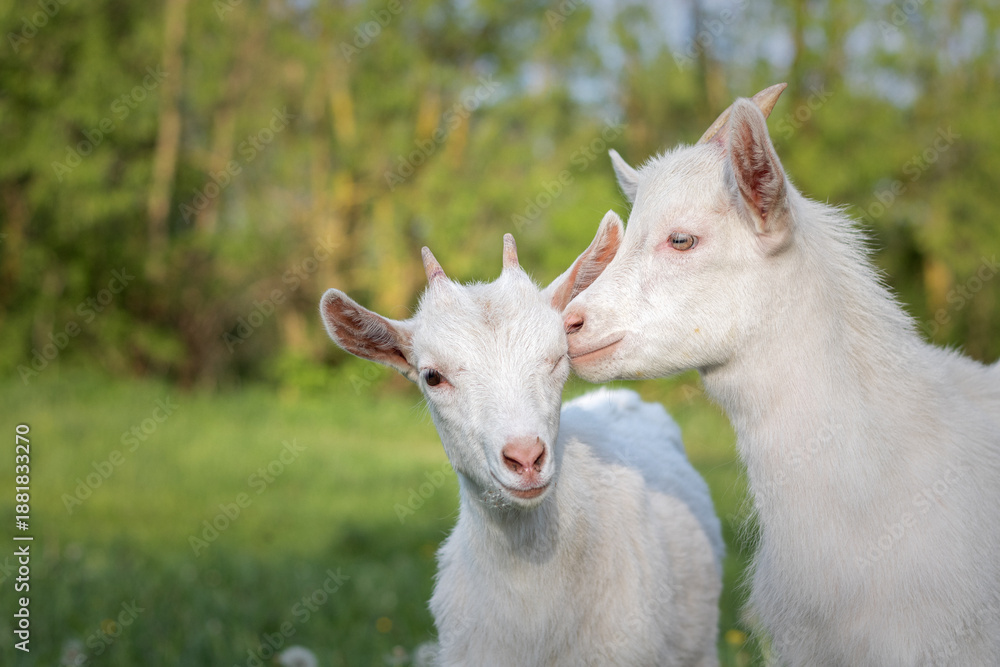 Obraz premium baby goat eating grass. white goat on a meadow. goats on a meadow. baby goat and mother. two white goats