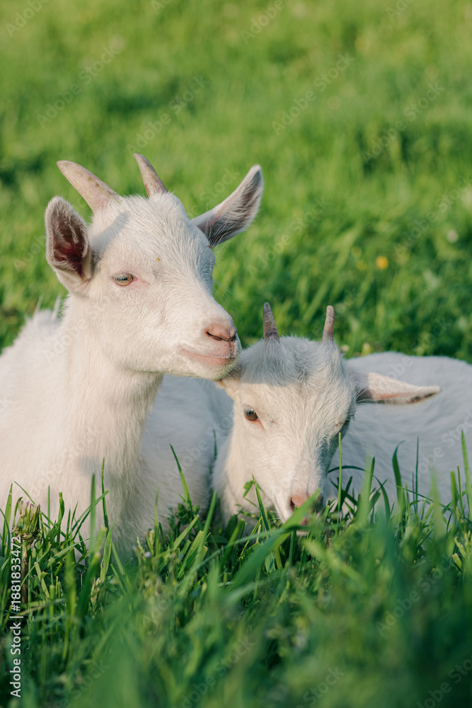 Obraz premium baby goat eating grass. white goat on a meadow. goats on a meadow. baby goat and mother. two white goats