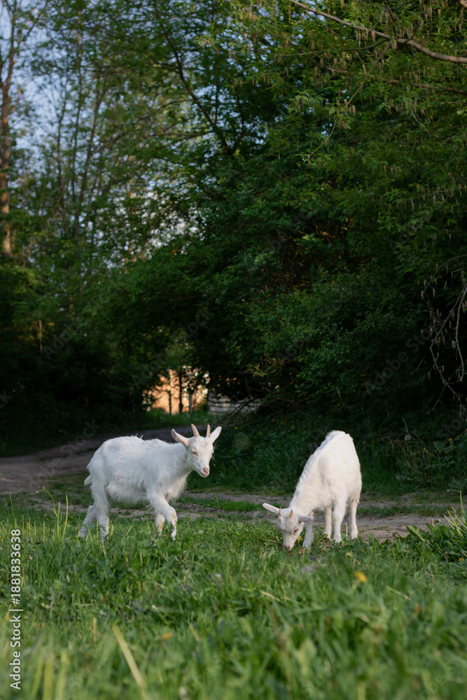 Obraz premium baby goat eating grass. white goat on a meadow. goats on a meadow. baby goat and mother. two white goats